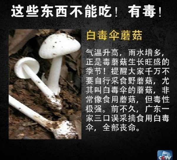 网友在山姆买到剧毒蓝环章鱼 央视科普：这几样常见食物也不能吃-第7张图片-9158手机教程网