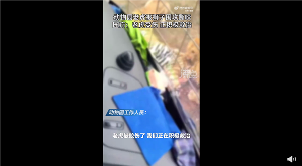 动物园老虎被3只狮子围攻撕咬 官方回应“越界”导致：为何要同区饲养？-第2张图片-9158手机教程网