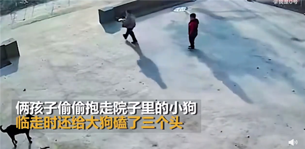 孩子抱走小狗还给大狗磕了3个头 剧情反转没血缘关系：网友调侃白磕-第1张图片-9158手机教程网