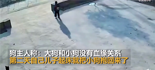 孩子抱走小狗还给大狗磕了3个头 剧情反转没血缘关系：网友调侃白磕-第2张图片-9158手机教程网