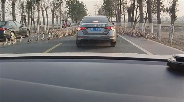 哭笑不得：轿车被群鸭团团围住 一动不敢动-第2张图片-9158手机教程网