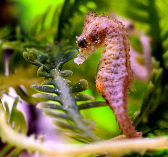 生孩子这件事:“爸爸”也能行!-第2张图片-9158手机教程网 生孩子这件事:“爸爸”也能行!-第2张图片-9158手机教程网