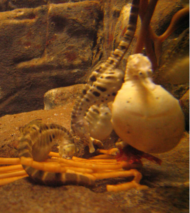 生孩子这件事:“爸爸”也能行!-第4张图片-9158手机教程网 生孩子这件事:“爸爸”也能行!-第4张图片-9158手机教程网