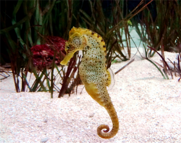 生孩子这件事:“爸爸”也能行!-第1张图片-9158手机教程网 生孩子这件事:“爸爸”也能行!-第1张图片-9158手机教程网