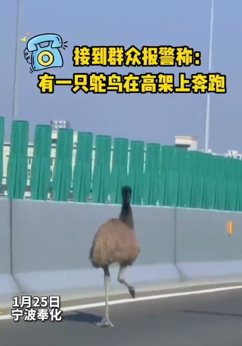 世界第二大鸟 鸸鹋高架狂奔 数小时体力耗尽才抓住-第1张图片-9158手机教程网