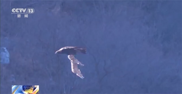 猛禽之王!摄影爱好者抓拍到金雕展翅抓羊场面:超震撼-第1张图片-9158手机教程网 猛禽之王!摄影爱好者抓拍到金雕展翅抓羊场面:超震撼-第1张图片-9158手机教程网