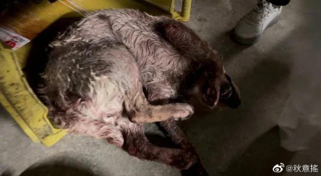 警方调查宠物狗被邻居砍杀案 涉事人称为自保连砍十几刀-第7张图片-9158手机教程网