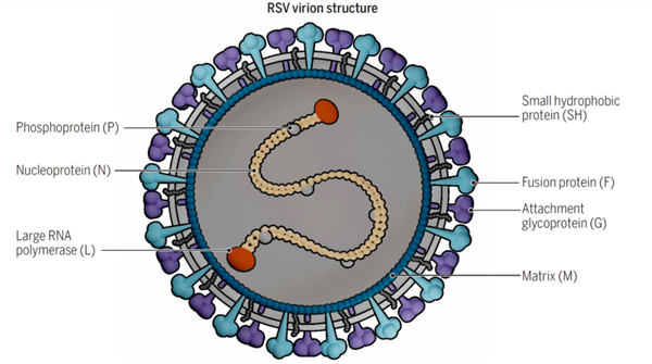 全球导致婴儿住院的第一大“致命杀手”RSV病毒：迎来审判时刻-第1张图片-9158手机教程网