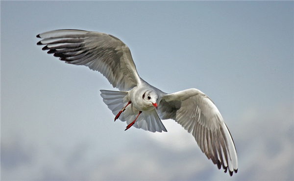 家长带男孩抓海鸥硬生生塞进罐子 惹网友众怒:应善待动物-第2张图片-9158手机教程网 家长带男孩抓海鸥硬生生塞进罐子 惹网友众怒:应善待动物-第2张图片-9158手机教程网