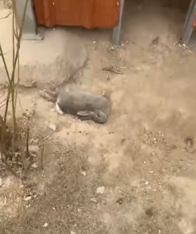 游客偷带食物喂兔子致大批死亡 园方工作人员：有些蔬菜动物一吃就会死-第3张图片-9158手机教程网