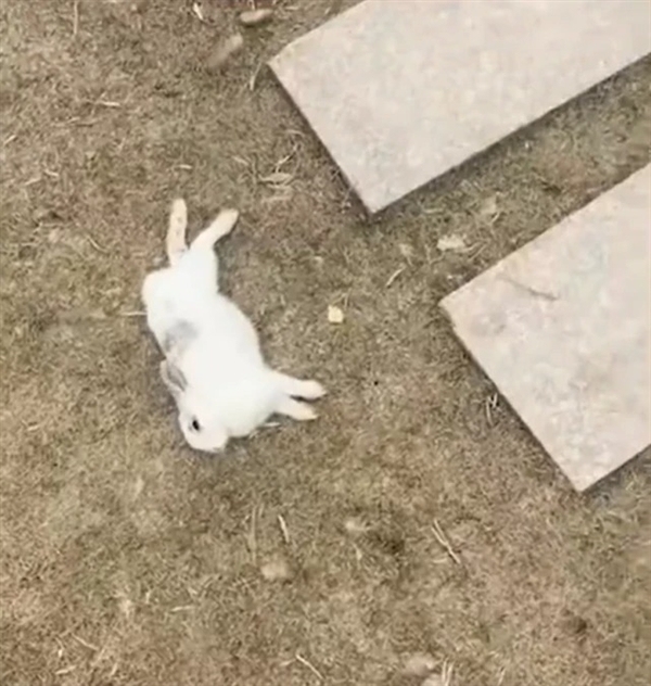 游客偷带食物喂兔子致大批死亡 园方工作人员：有些蔬菜动物一吃就会死-第2张图片-9158手机教程网
