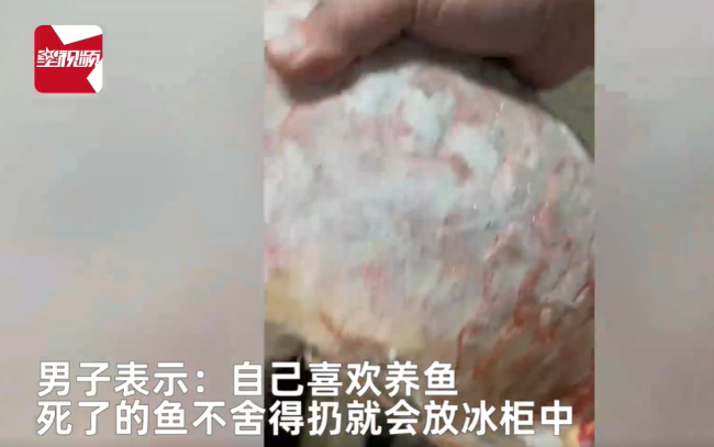 男子囤7冰柜养死的名贵鱼价值百万 网友：没毛病，就是价格让人心疼-第4张图片-9158手机教程网