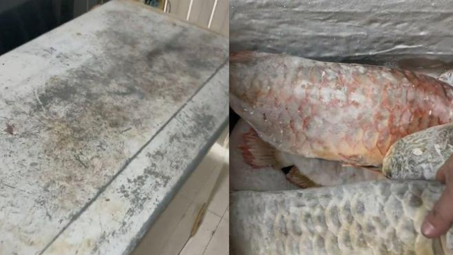 男子囤7冰柜养死的名贵鱼价值百万 网友：没毛病，就是价格让人心疼-第1张图片-9158手机教程网