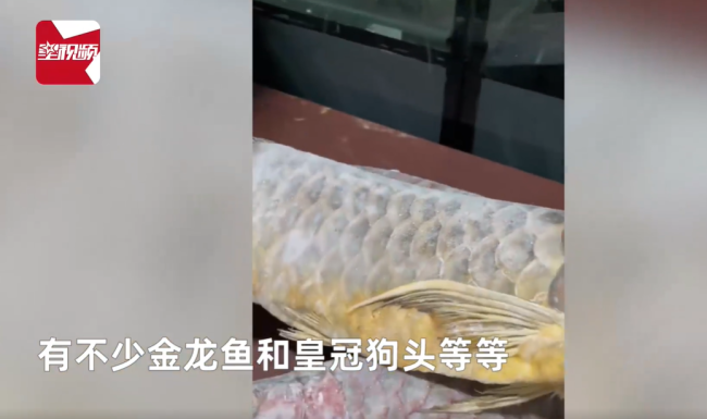 男子囤7冰柜养死的名贵鱼价值百万 网友：没毛病，就是价格让人心疼-第3张图片-9158手机教程网