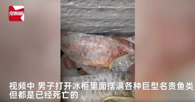 男子囤7冰柜养死的名贵鱼价值百万 网友：没毛病，就是价格让人心疼-第2张图片-9158手机教程网