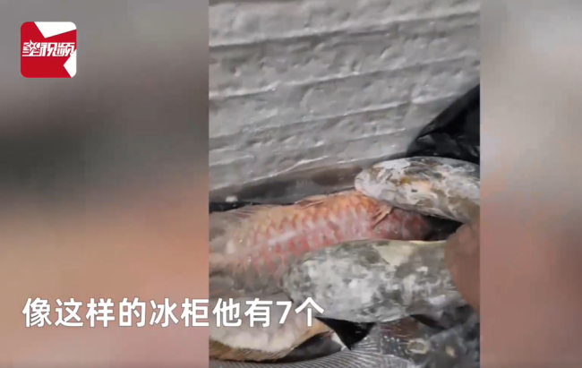 男子囤7冰柜养死的名贵鱼价值百万 网友：没毛病，就是价格让人心疼-第5张图片-9158手机教程网