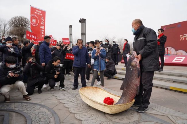 山东一97.6斤头鱼58.8万拍出 太白湖头网鱼王好兆头-第6张图片-9158手机教程网