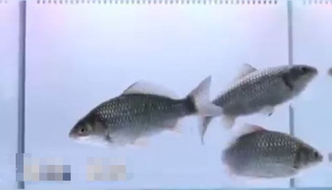 中科院团队创制出无刺喜头鱼 吃货再也不怕鱼刺卡喉了-第1张图片-9158手机教程网