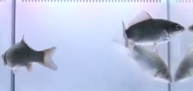 中科院团队创制出无刺喜头鱼 吃货再也不怕鱼刺卡喉了-第2张图片-9158手机教程网