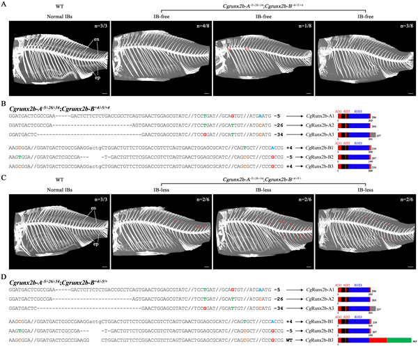 中科院团队创制出无刺喜头鱼 吃货再也不怕鱼刺卡喉了-第3张图片-9158手机教程网