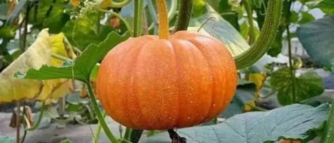 癸卯兔年有两个立春,立春有哪些禁忌和讲究?-第17张图片-9158手机教程网 癸卯兔年有两个立春,立春有哪些禁忌和讲究?-第17张图片-9158手机教程网