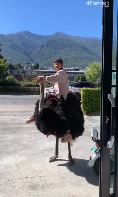 云南小女孩骑鸵鸟上学从容淡定 网友：我们都骑大象，毕竟是四驱的-第2张图片-9158手机教程网