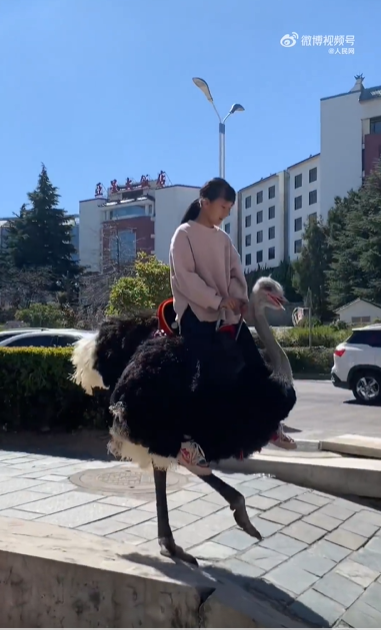 云南小女孩骑鸵鸟上学从容淡定 网友：我们都骑大象，毕竟是四驱的-第1张图片-9158手机教程网