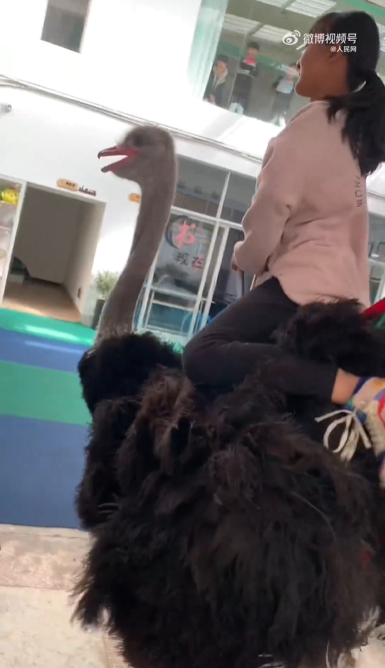 云南小女孩骑鸵鸟上学从容淡定 网友：我们都骑大象，毕竟是四驱的-第4张图片-9158手机教程网