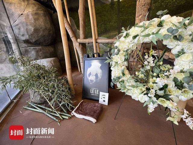 旅美大熊猫去世中美将联合调查死因 爱吃苹果喜欢嬉戏的她没了-第1张图片-9158手机教程网