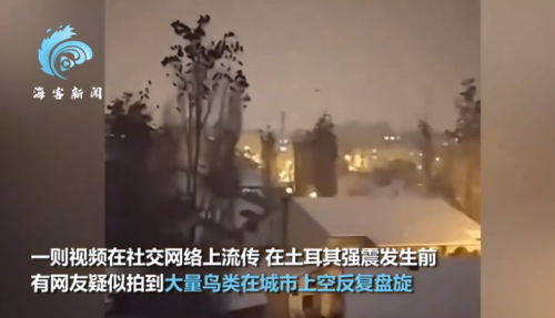 土耳其地震前鸟类出现异常行为，大量鸟类聚集树梢鸣叫似在示警-第1张图片-9158手机教程网