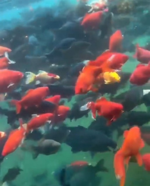 趵突泉的锦鲤胖成“猪鲤” 看来游泳减肥不太管用-第2张图片-9158手机教程网