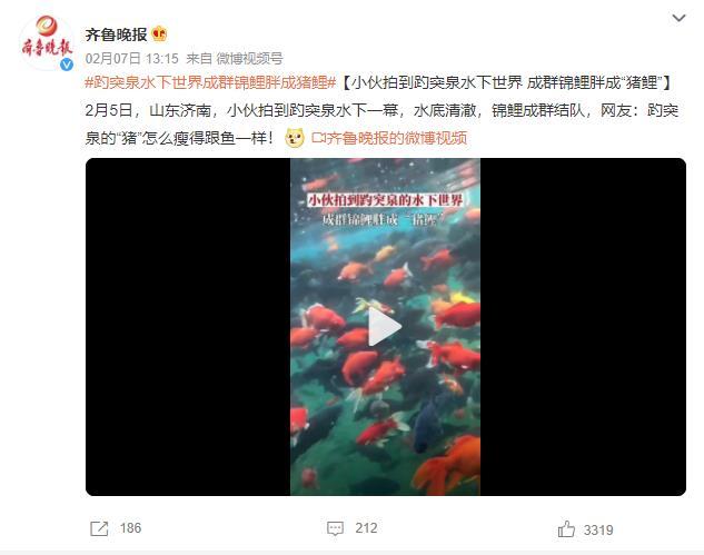 趵突泉的锦鲤胖成“猪鲤” 看来游泳减肥不太管用-第1张图片-9158手机教程网