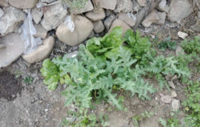 媒体：见到这种“菜”立即报警 看看长什么样？遇到这样的千万别吃！-第1张图片-9158手机教程网