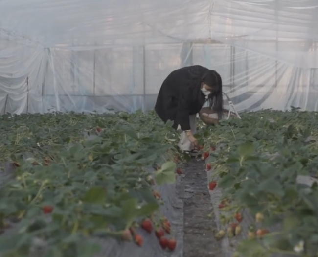 白血病女孩坚持卖草莓13年,一句“草莓是她战胜病魔的希望”感动网友-第1张图片-9158手机教程网 白血病女孩坚持卖草莓13年,一句“草莓是她战胜病魔的希望”感动网友-第1张图片-9158手机教程网