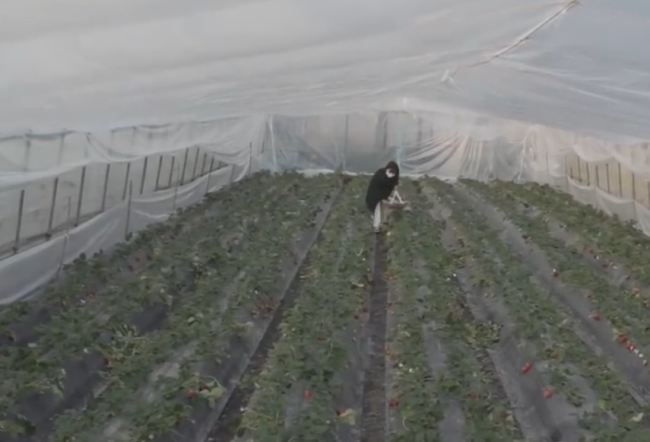 白血病女孩坚持卖草莓13年,一句“草莓是她战胜病魔的希望”感动网友-第2张图片-9158手机教程网 白血病女孩坚持卖草莓13年,一句“草莓是她战胜病魔的希望”感动网友-第2张图片-9158手机教程网