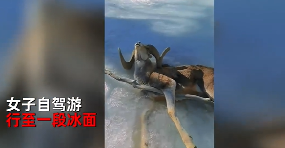女子抚摸冻僵羊 网友急喊不要碰 易感染布鲁氏菌病-第1张图片-9158手机教程网