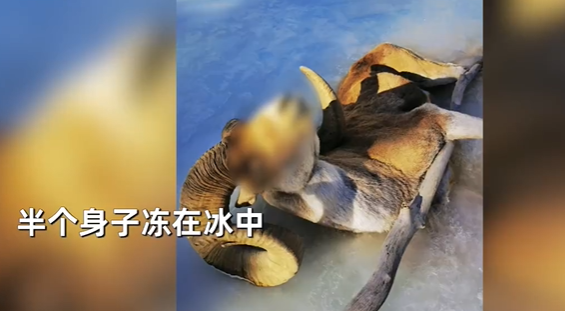 女子抚摸冻僵羊 网友急喊不要碰 易感染布鲁氏菌病-第2张图片-9158手机教程网