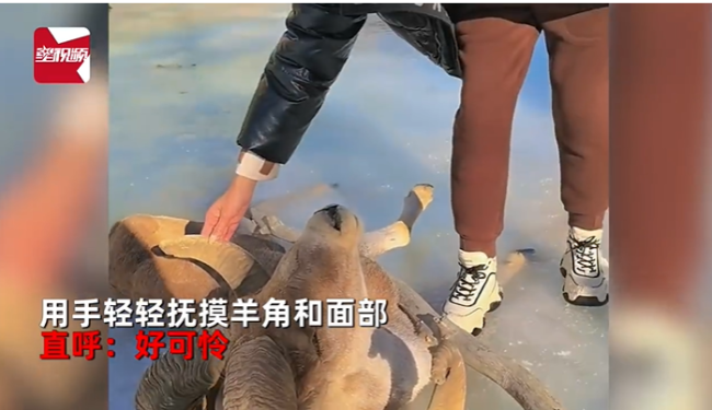 女子抚摸冻僵羊 网友急喊不要碰 易感染布鲁氏菌病-第4张图片-9158手机教程网