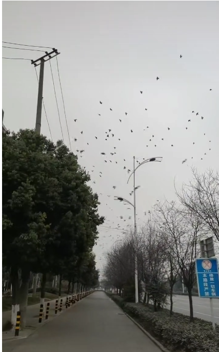成都现飞鸟撞树现象 网友疑灾害前兆 专家：没撞上-第1张图片-9158手机教程网