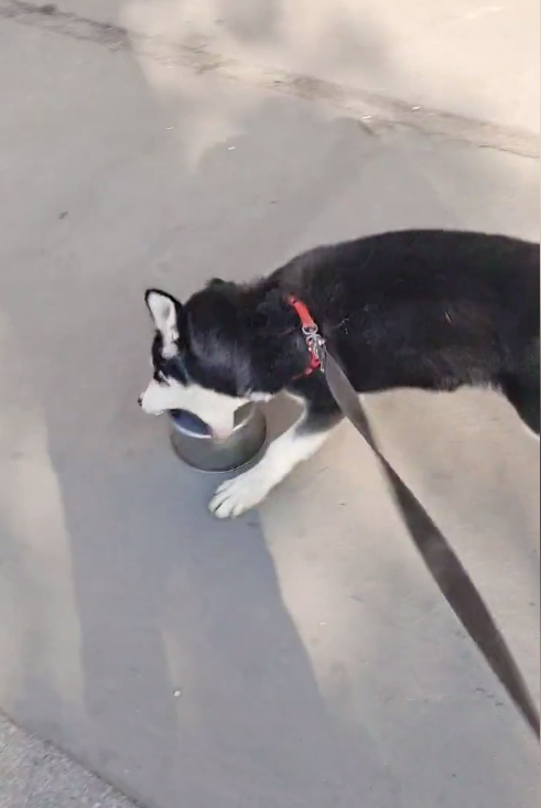 哈士奇每次吃完饭都和碗干架：我怀疑你吃了我的狗粮-第1张图片-9158手机教程网