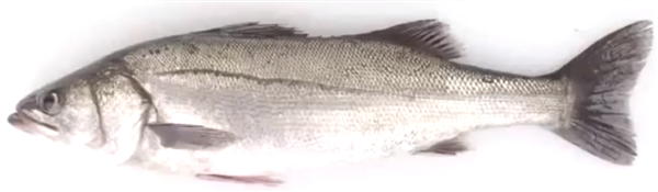 放射性物质超标!海鲈鱼遭殃:日本福岛暂停上市-第1张图片-9158手机教程网 放射性物质超标!海鲈鱼遭殃:日本福岛暂停上市-第1张图片-9158手机教程网