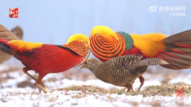 2只火凤凰为了求偶上演风骚走位 网友：瞎摆造型不如弄点虫子回来-第1张图片-9158手机教程网