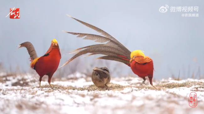 2只火凤凰为了求偶上演风骚走位 网友：瞎摆造型不如弄点虫子回来-第3张图片-9158手机教程网