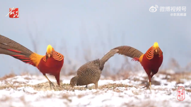 2只火凤凰为了求偶上演风骚走位 网友：瞎摆造型不如弄点虫子回来-第2张图片-9158手机教程网