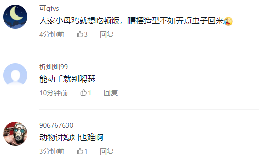 2只火凤凰为了求偶上演风骚走位 网友：瞎摆造型不如弄点虫子回来-第4张图片-9158手机教程网