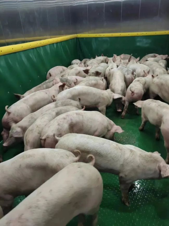 26层养猪大楼:用生产iPhone方式养猪 总投资40亿元-第4张图片-9158手机教程网