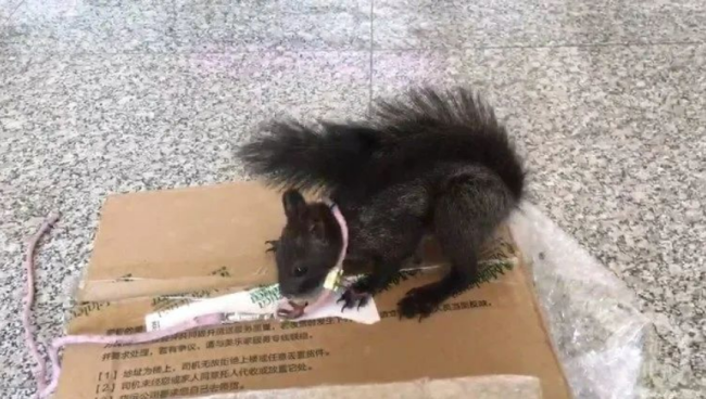 中国首批缉毒松鼠即将上岗，继汪汪队之后鼠鼠队也要立大功了-第2张图片-9158手机教程网