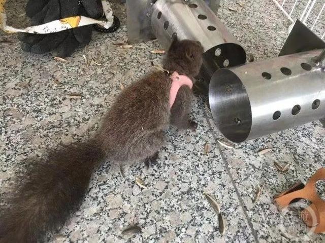 中国首批缉毒松鼠即将上岗，继汪汪队之后鼠鼠队也要立大功了-第1张图片-9158手机教程网