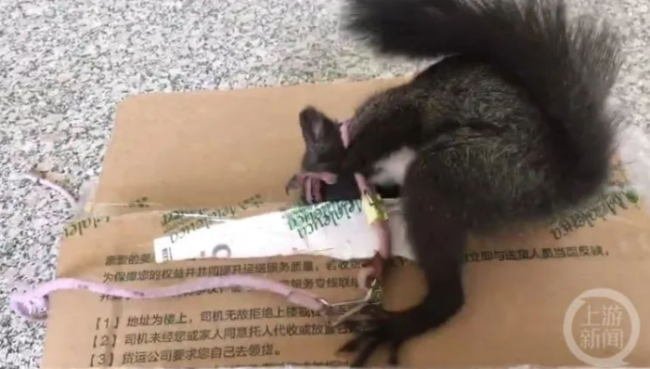 中国首批缉毒松鼠即将上岗，继汪汪队之后鼠鼠队也要立大功了-第3张图片-9158手机教程网