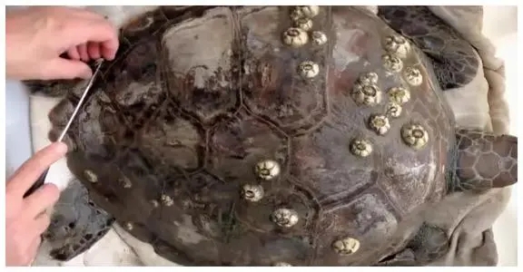 土味解压视频，靠什么迷住了当代年轻人-第2张图片-9158手机教程网